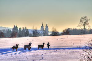 Lama-Wanderung in verschneiter Landschaft hinter der Stiftsbasilika Waldsassen